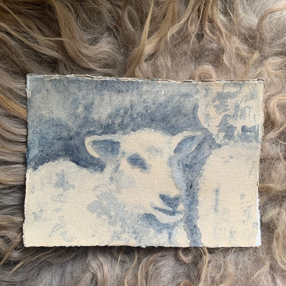 Jason Rosenberg's Sheep