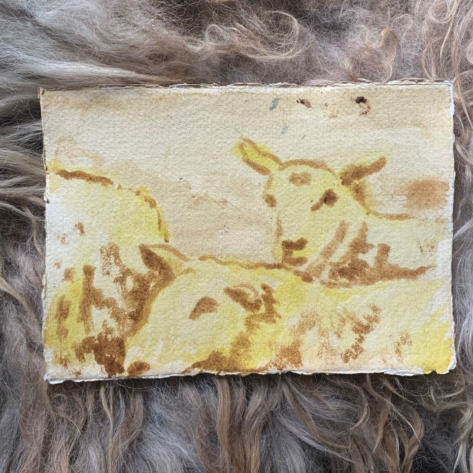 Jason Rosenberg's Sheep