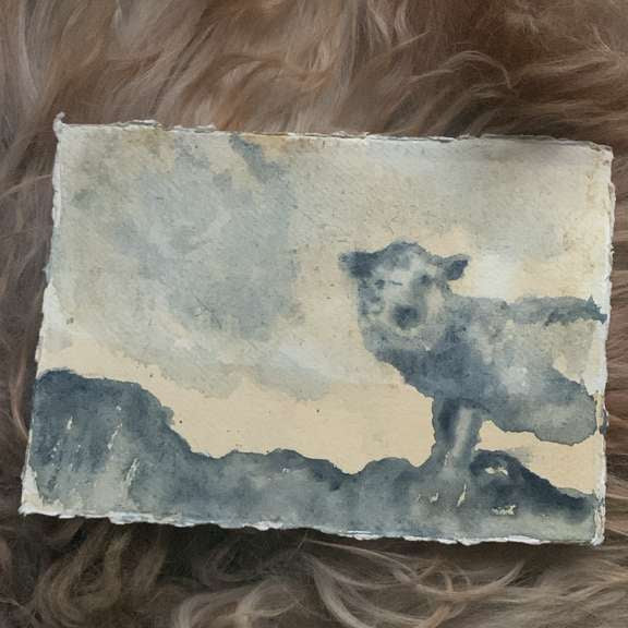 Jason Rosenberg's Sheep